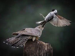 December`s Winner - Let go of my Tail by Mary Fish